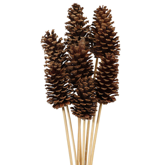 pine cones medium 7-10cm - stem - natural - bulk - 150/case