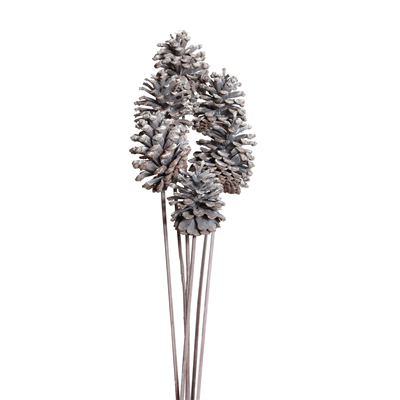 pine cones medium 7-10cm (8 stem) white wash
