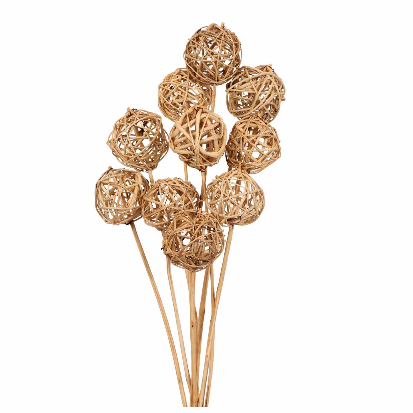 kamboi balls 6cm (10 stem) natural