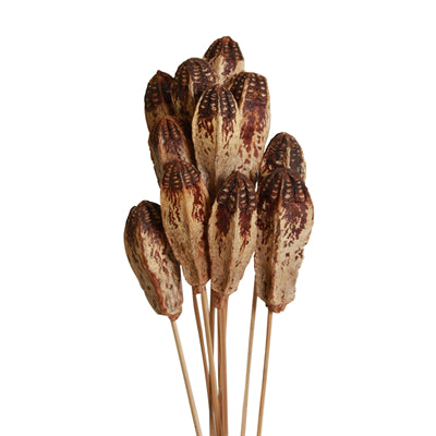 mahogany pods - stem - natural - bulk - 100/case
