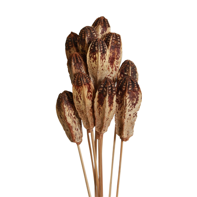 mahogany pods - natural