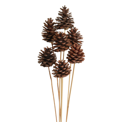 pine cones regular - 10 stem - natural