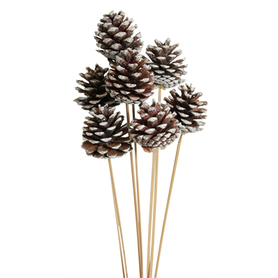 pine cones regular - 10 stem - white tip