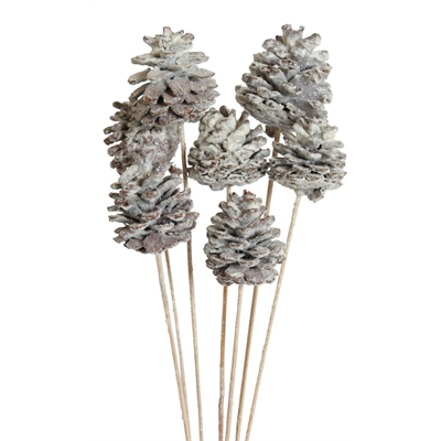 pine cones regular - 10 stem - frosted