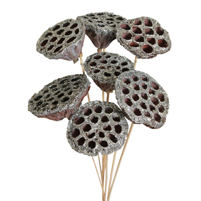 lotus pods - 7 stem - silver glitter