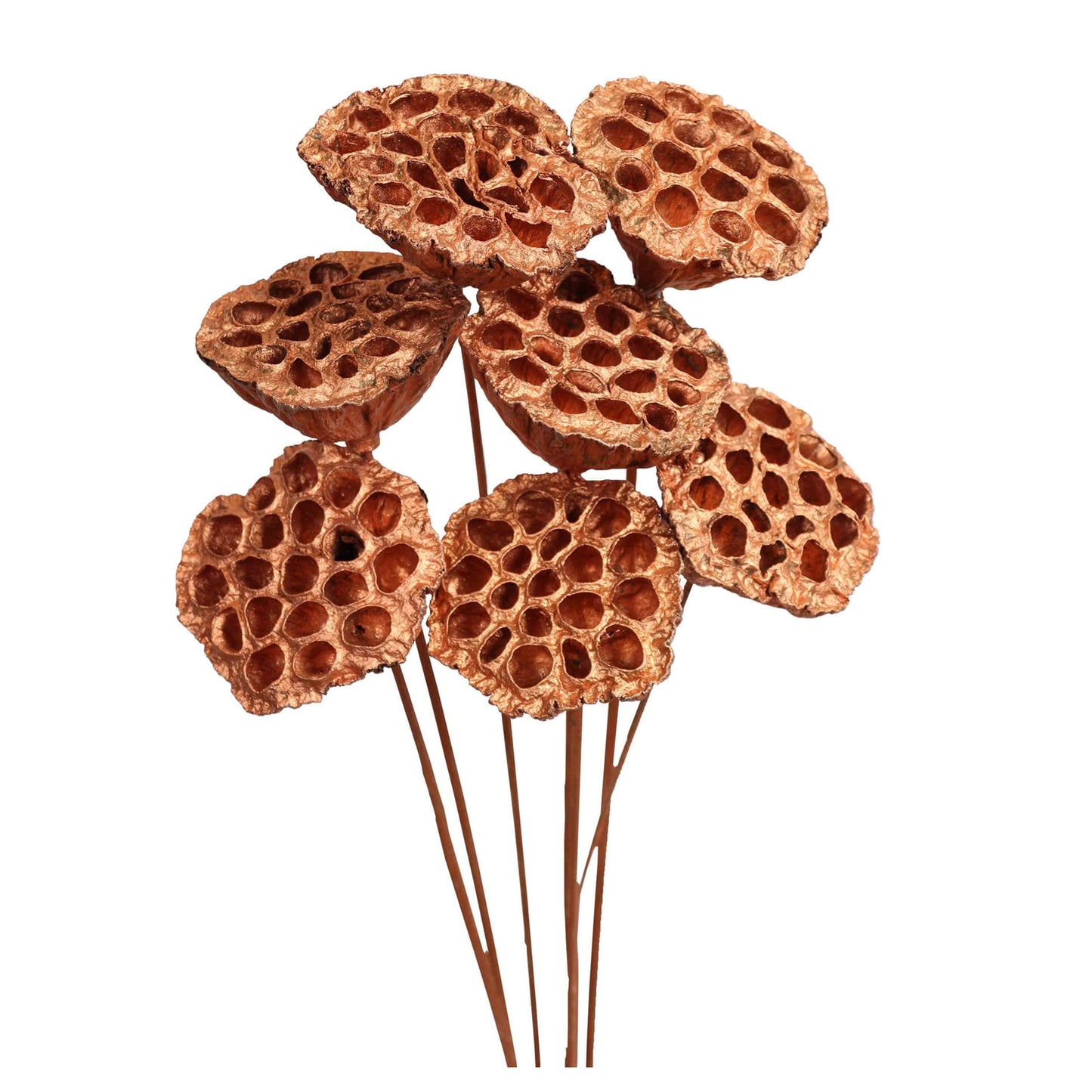 lotus pods - 7 stem - copper metallic
