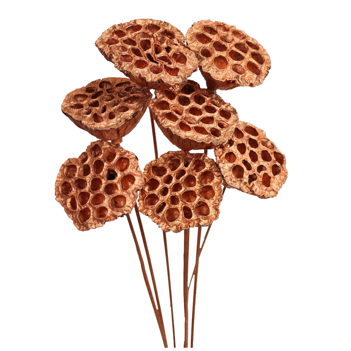lotus pods - stem - copper metallic - bulk - 125/case