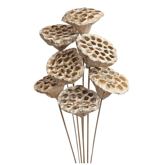 lotus pods - 7 stem - champagne metallic