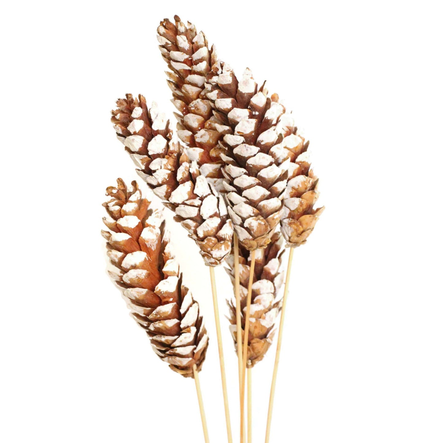 pine cones strobus - 6 stem - white tip