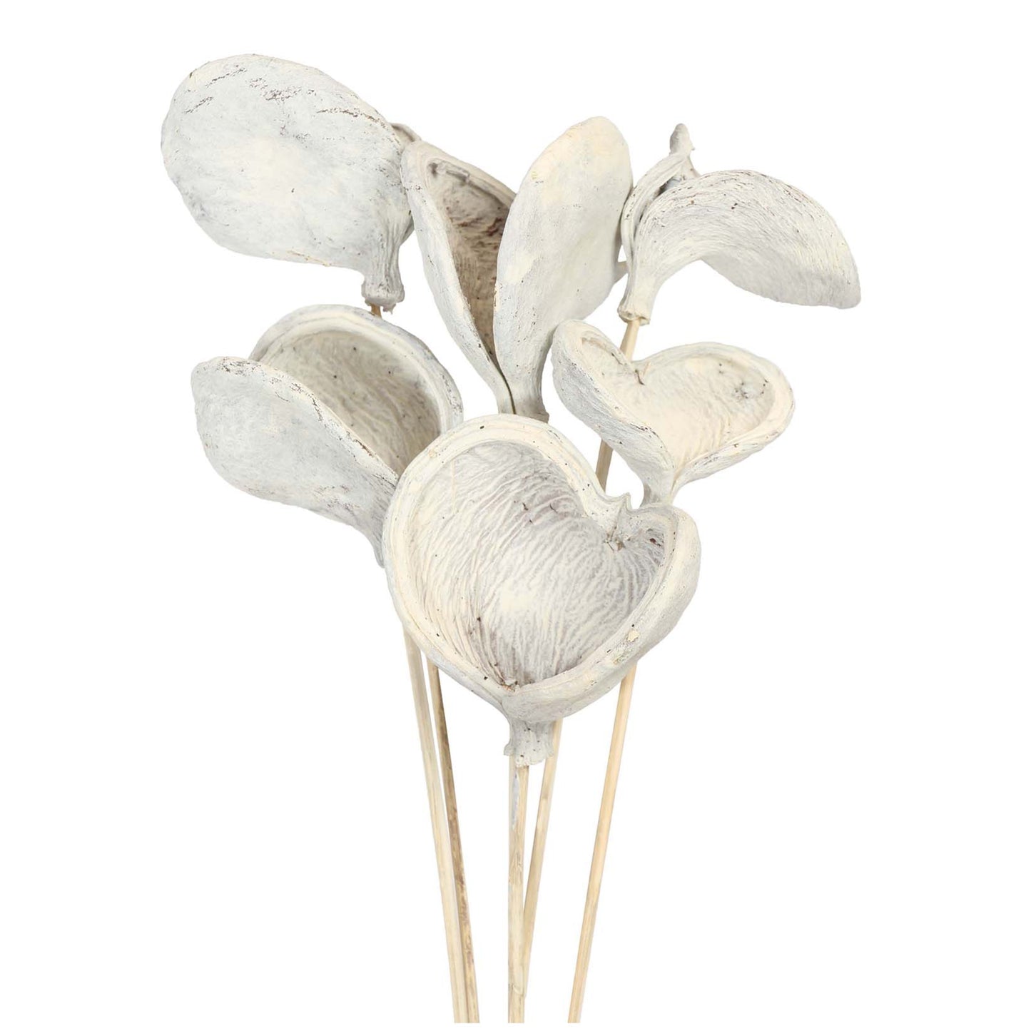 badam - stem - white wash - bulk - 150/case