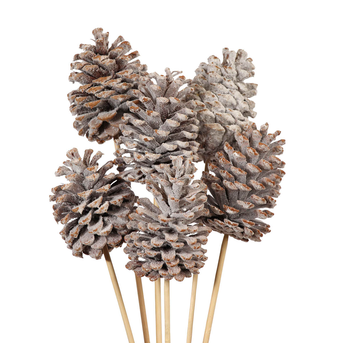 pine cones large 10-15cm - stem - snow - bulk - 100/case