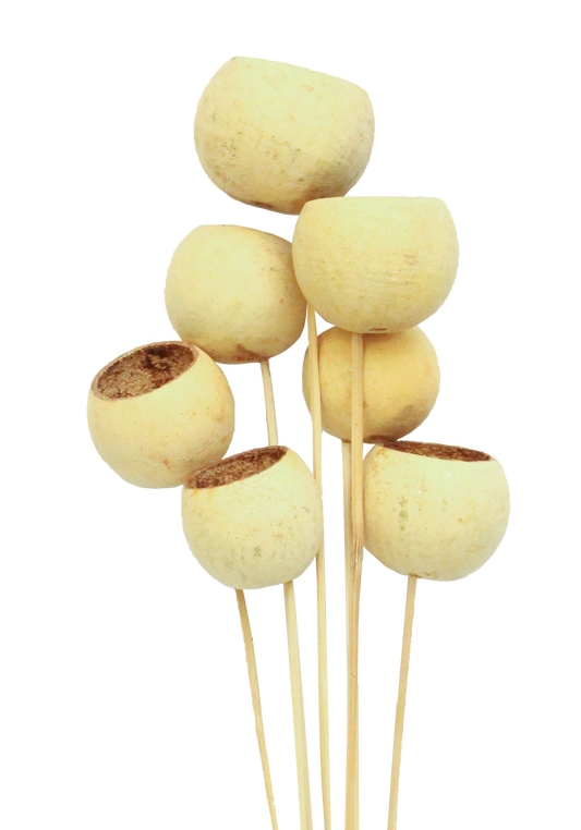 bell cups (7 stem) natural