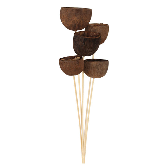 palm nut - natural