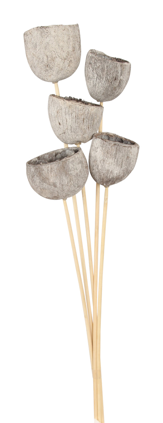 palm nut - white wash