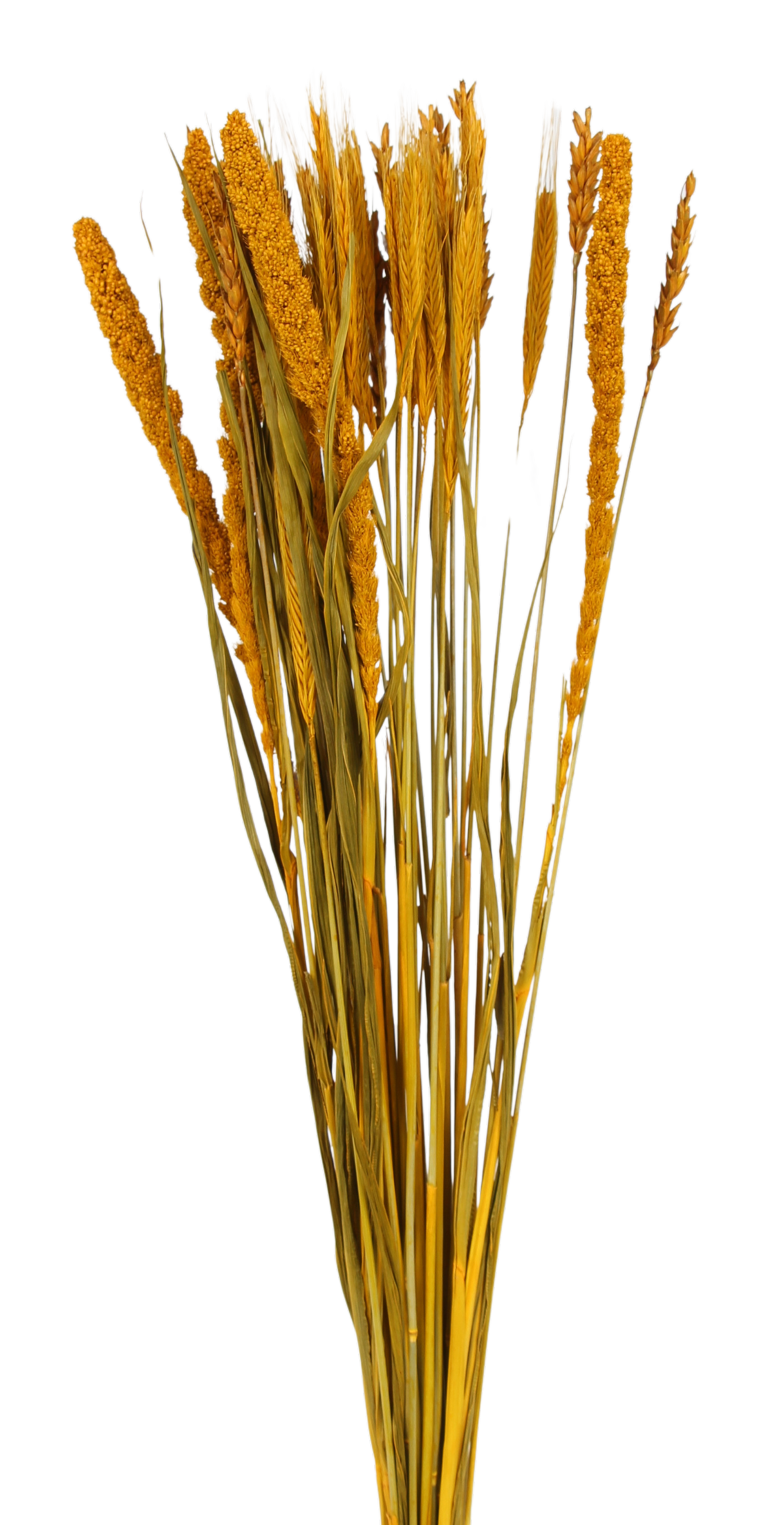 grasses and grains mixed bunch - yellow