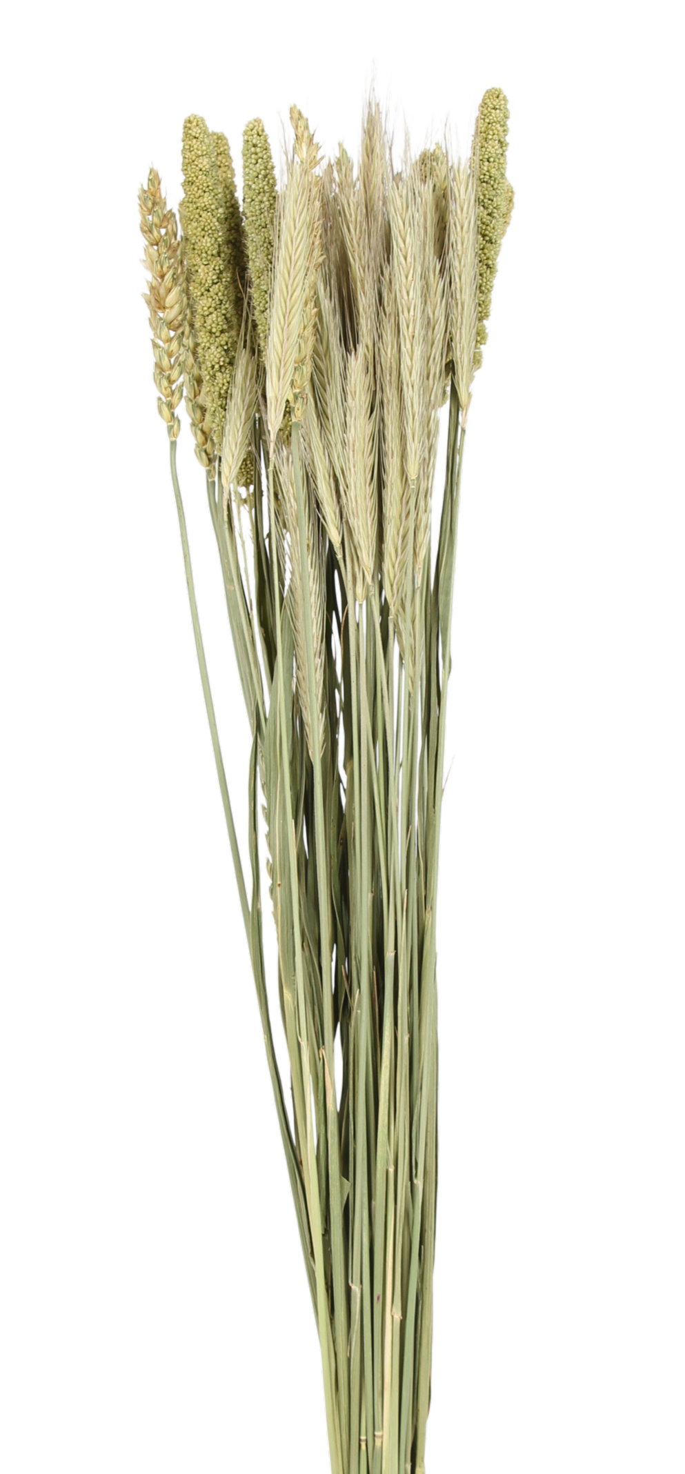 grasses and grains mixed bunch - natural