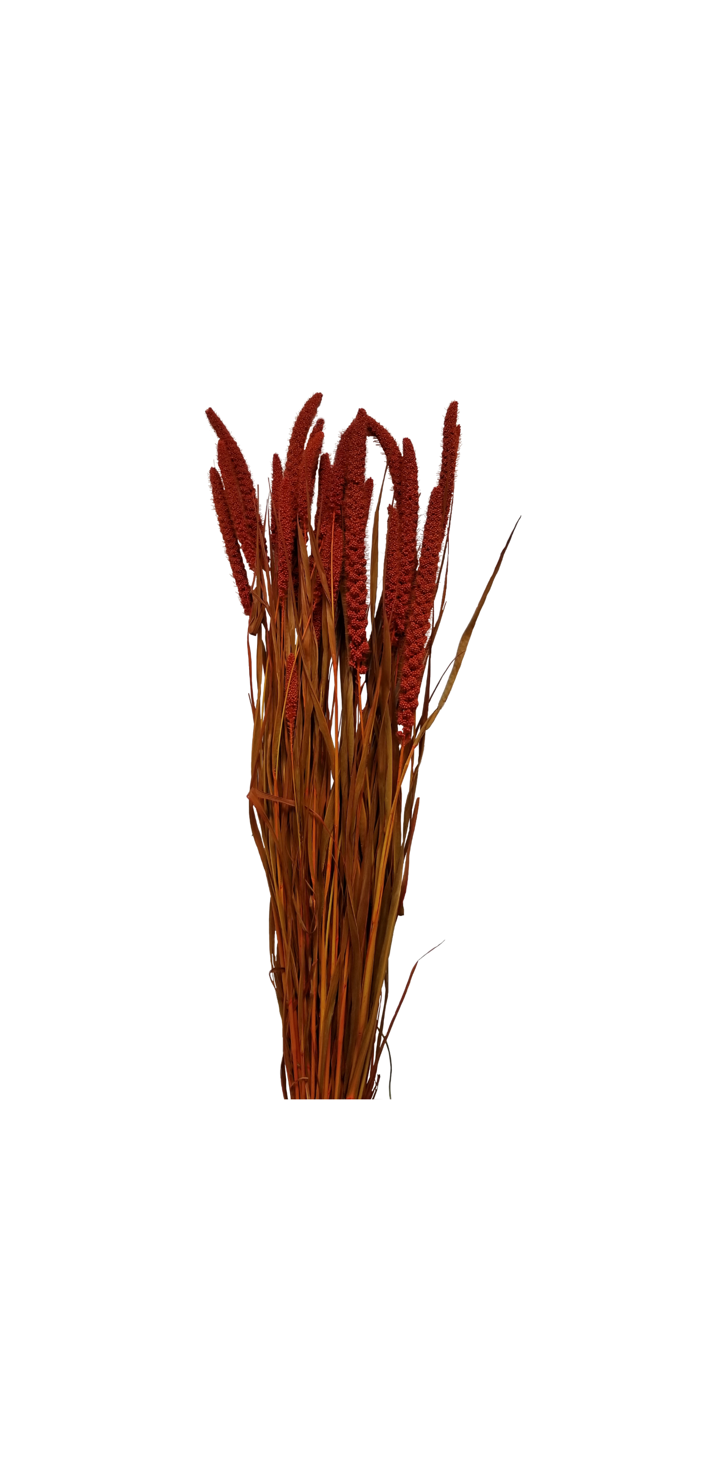 spray millet - 4 oz - orange